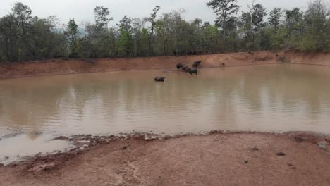 Grupo-De-Toros-Búfalo-De-Agua-Relajándose-En-Una-Piscina-De-Barro-En-Laos,-Aéreo