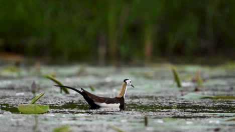 jacana strolls in tropical pond surrounded by green lily pads
