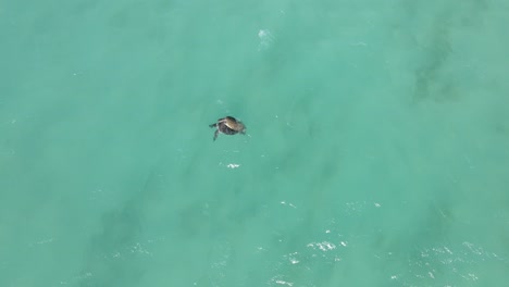 Aerial-top-down-of-sea-turtles-copulating-in-middle-of-clear-Australian-Ocean