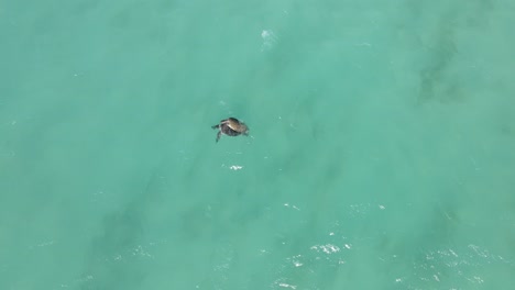 aerial top down of sea turtles copulating in middle of clear australian ocean