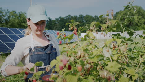 Woman-farmer-harvesting-raspberries,-home-solar-power-plant-in-the-background