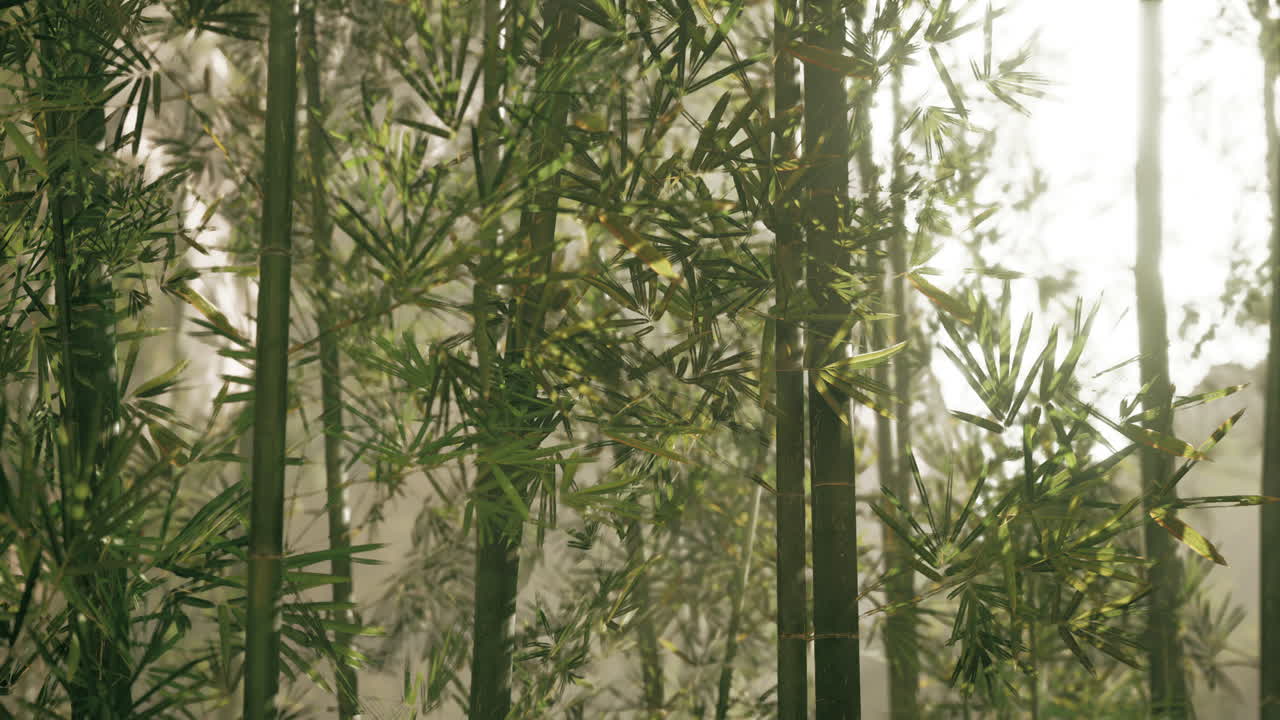 bosque de bambú iluminado por el sol
