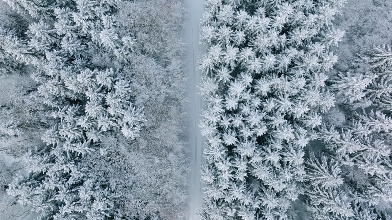 bosque nevado con sendero estrecho entre árboles en bois du grand jorat cerca de lausana, cantón de vaud, suiza