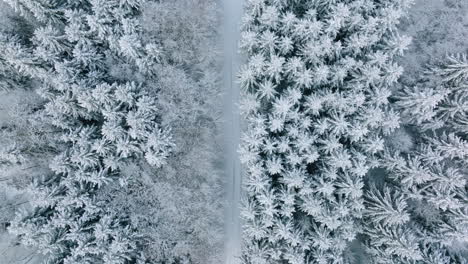 Snowy-Forest-With-Narrow-Trail-Between-Trees-In-Bois-du-Grand-Jorat-Near-Lausanne,-Canton-of-Vaud,-Switzerland