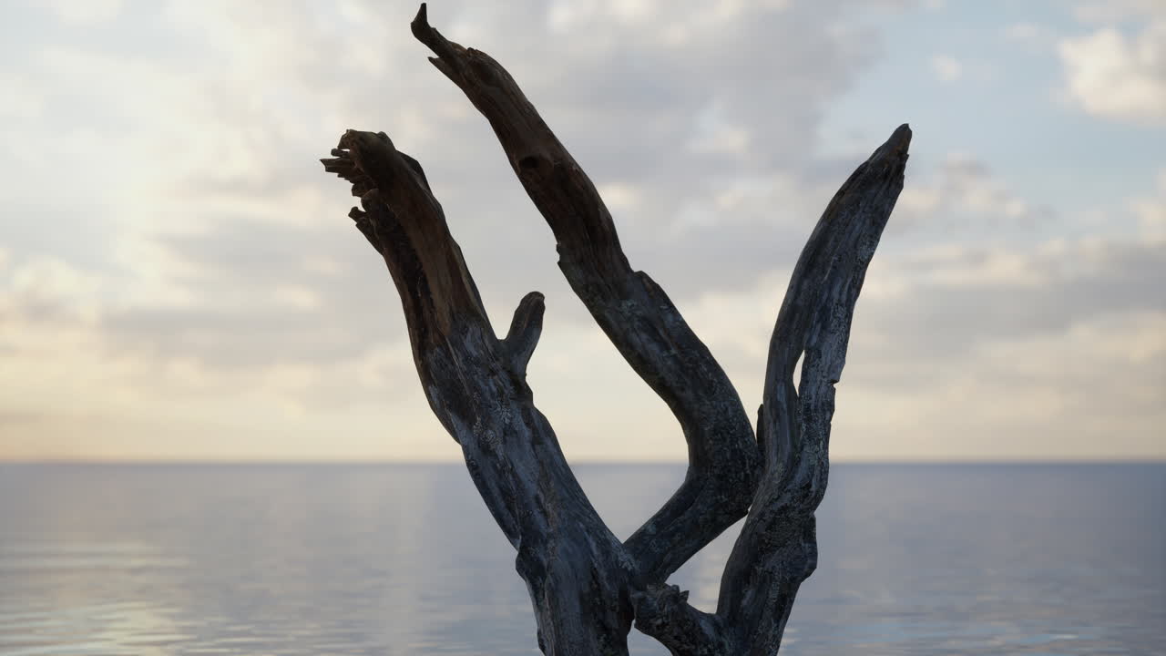 madeira flutuante numa praia ao pôr-do-sol