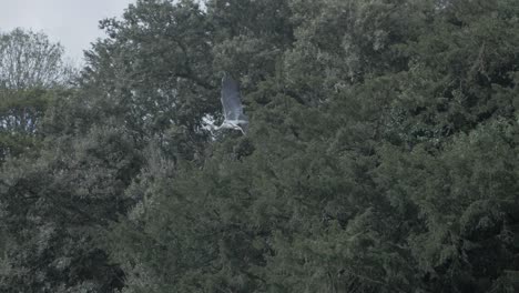 La-Garza-Gris-Toma-Vuelo-De-La-Rama-De-Un-árbol