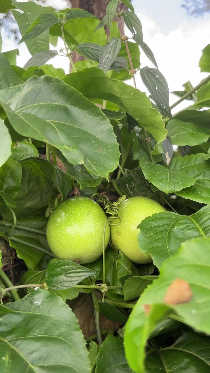 Primo piano di frutti della passione verdi su una vite tropicale.