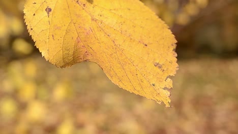 autumn leaf blowing in the breeze