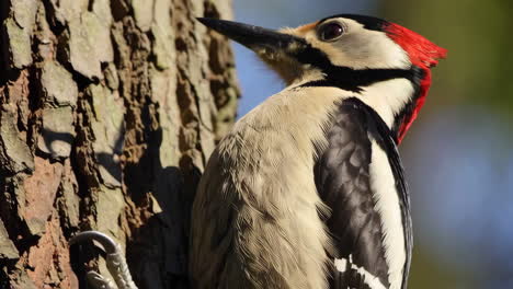 close-up of a woodpecker's claw on a tree trunk