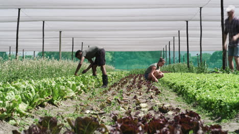 Siempre-Hay-Trabajo-Que-Hacer-En-Una-Granja