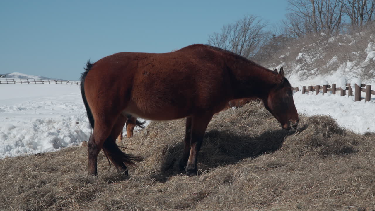 rebaño de caballos pastando heno seco en tierras de cultivo cubiertas de nieve - cámara lenta