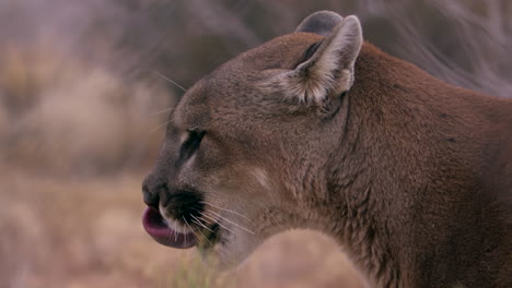 mountain lion female shows teeth and shakes head - side profile medium shot