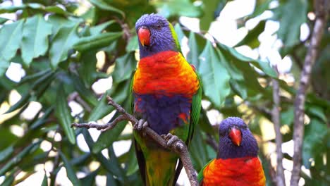 dos hermosos lorikeets arco iris, trichoglossus moluccanus con un plumaje de colores vibrantes, encaramados en el árbol, maravillándose por el medio ambiente circundante en su hábitat natural, toma de cerca