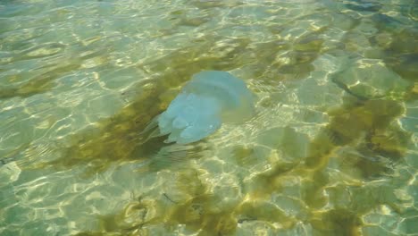 medusas nadando en aguas claras en el mar