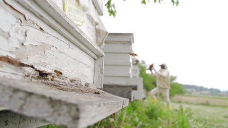 Beekeeper-collecting-honey.