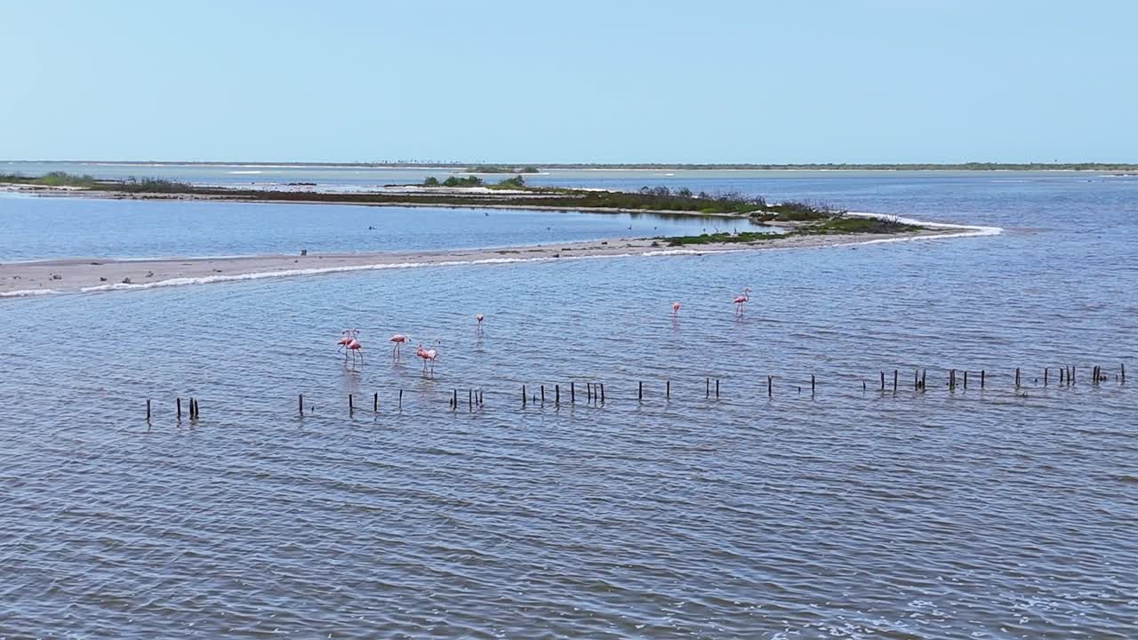Pink flamingos feeding in shallow waters of Río Lagartos, Yucatán, Mexico. A serene coastal lagoon scene with wading birds against a natural background