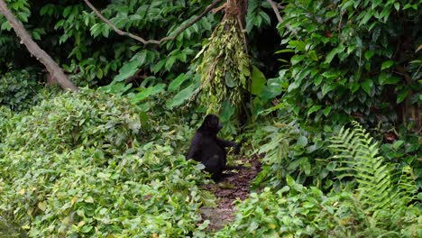 Un-Mono-Gibón-Negro-Hylobates-En-El-Bosque,-Vegetación-Verde