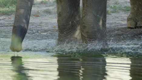 el elefante entra en el agua y toma un baño, pies, día cálido y soleado, rojo 4k