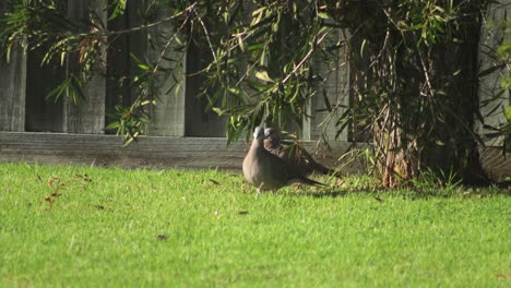 Gefleckte-Taubenvögel-Picken-Mit-Dicken-Federn-Im-Garten-Auf-Gras-Und-Gehen-Dann-Weg,-Australien,-Gippsland,-Victoria,-Maffra,-Sonnig