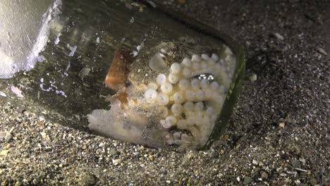 coconut octopus  inside glass jar, close up shot