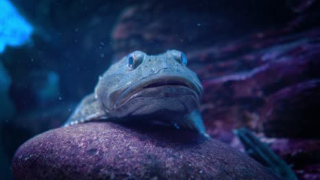 Fish-Scorpaena-guttata-is-a-species-of-fish-in-the-scorpionfish-family-known-by-the-common-name-California-scorpionfish.-It-is-native-to-the-eastern-Pacific-Ocean