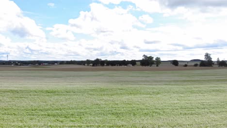 buckwheat field seen from low-altitude drone flying backward just above the plants