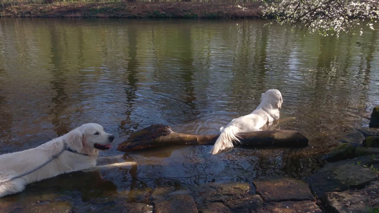 dos perros refrescándose en el agua en un día soleado