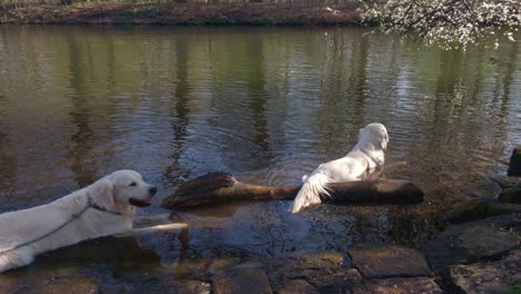 two dogs cooling of in the water on a sunny day