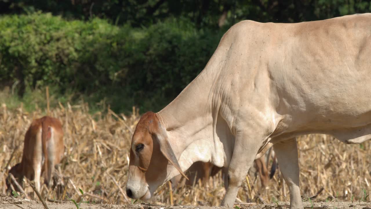 Una mucca marrone chiaro cammina e pascola in un campo arido sotto la luce naturale del sole