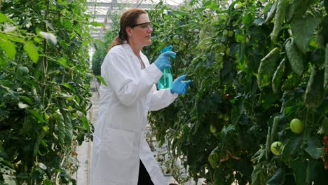 scientist watering plant in the greenhouse 4k