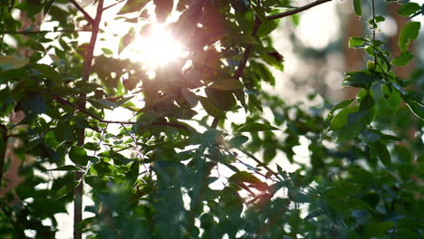 Sunbeams-in-forest-leaves-in-charming-woodland-atmosphere.-Tree-calmness-vibes.