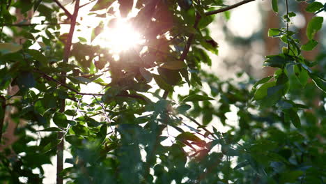 rayos de sol en las hojas del bosque en la encantadora atmósfera del bosque. la calma del árbol vibra.
