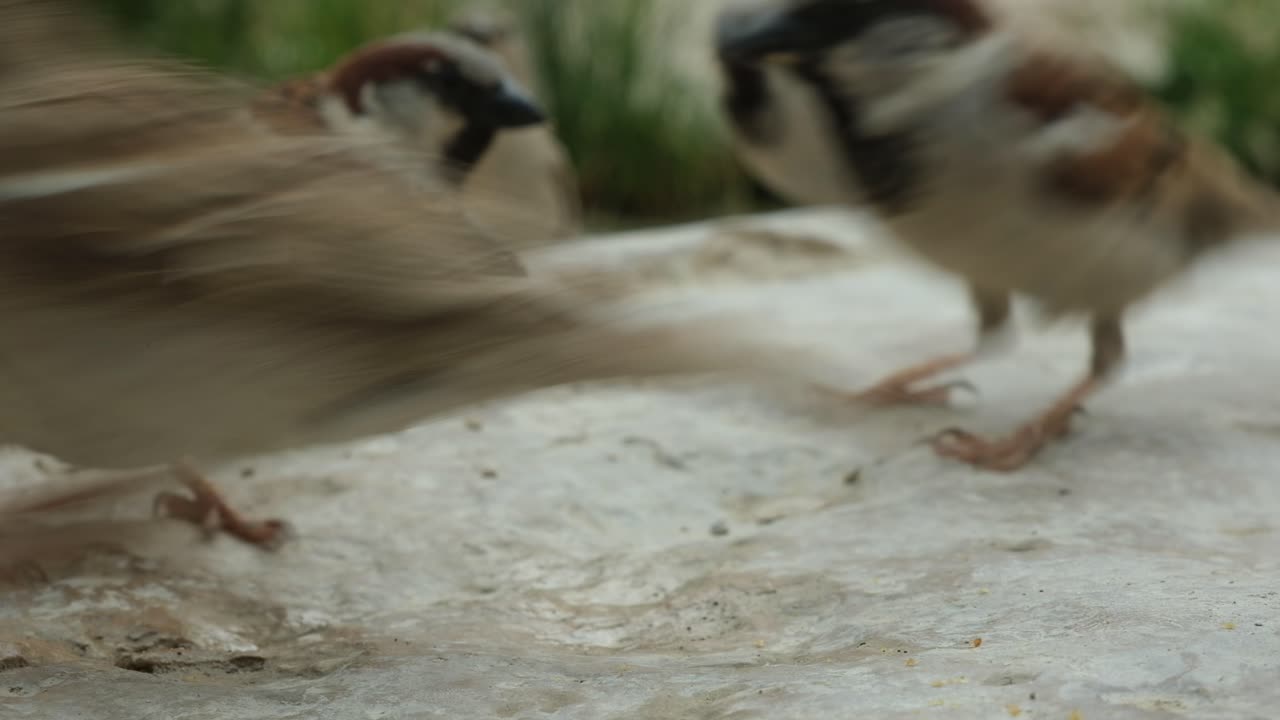 Sparrows feeding on the ground, one bird in motion, blurred with nearby birds