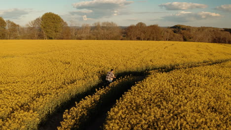 Luftaufnahme-Eines-Paares-Mit-Dem-Fahrrad-Zwischen-Sonnenblumenfeldern-Im-Vereinigten-Königreich