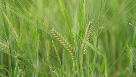 Cereal-field-with-green-cereal-stalks-and-morning-dew-close-up