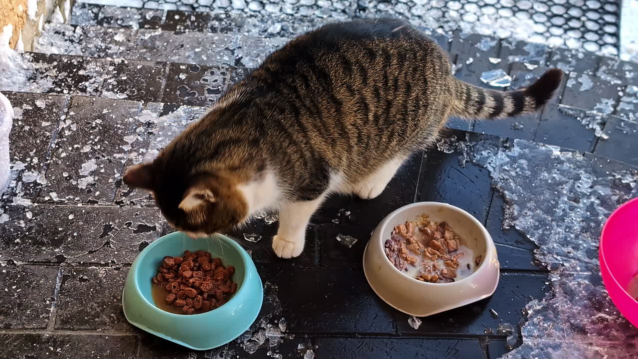 Eine Katze ruht sich auf vereisten Stufen in der Nähe eines Futternapfs aus und fängt die kalte Winterstimmung und einen ruhigen Moment im Freien ein
