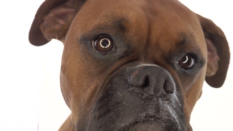 boxer dog on white