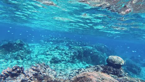 group of small tropical fish swimming over beautiful coral reef