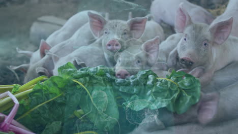 piglets in enclosure curiously observing fresh green leaves, animation of nature