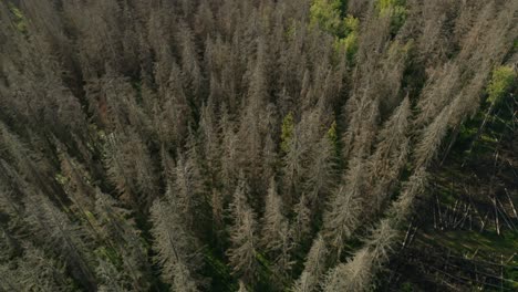 drone shot of lake with heart shaped island on lake with dead dry spruce forest hit by bark beetle in czech countryside in the foreground