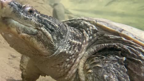 primer plano de la tortuga mordedora girando la cabeza hacia la cámara bajo el agua