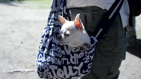 persona que lleva un chihuahua en un portero para perros