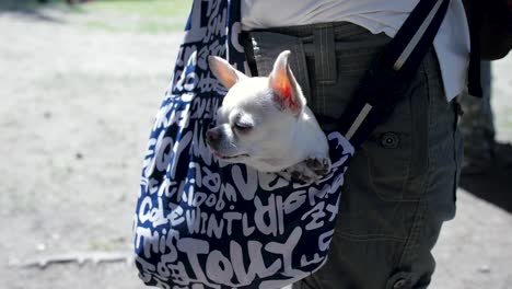 person carrying a chihuahua in a dog carrier