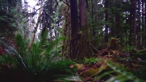 Dichter-Wald,-Bachpfanne-Hinauf