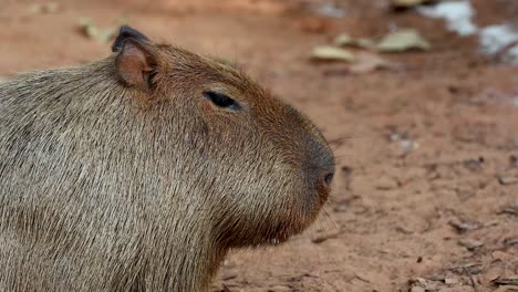 capibara descansando en el suelo en el zoológico