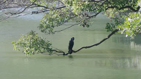 Tiro-Fijo-De-Cormorán-Japonés-Parado-En-Una-Rama-De-árbol-Sobre-El-Agua-En-Tokio,-Japón