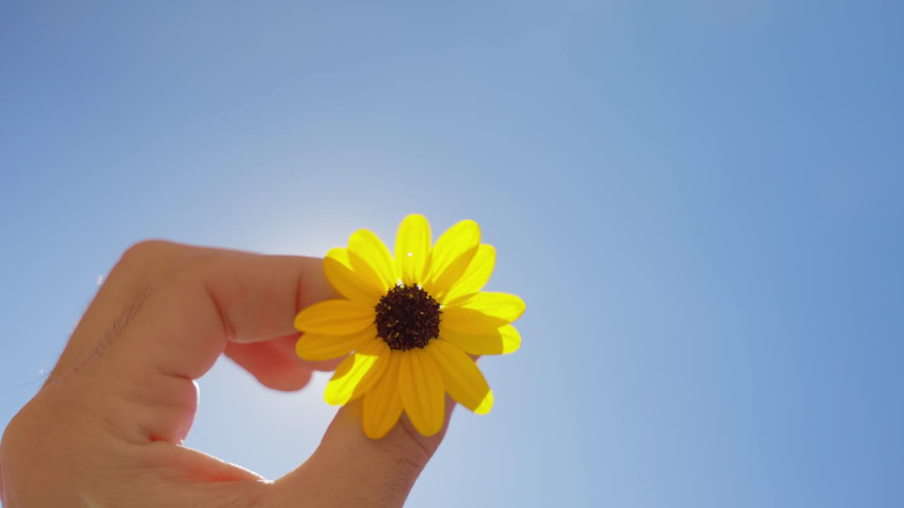 Hand holding daisy sun flower over the sun in clear blue sky and spinning it. Artistic hipster hippie style video art fashion film. Close up low angle view with bright colors