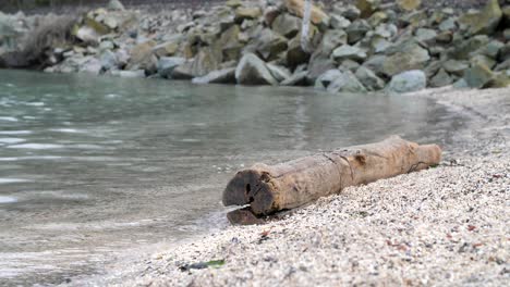 log on beach with waves rolling up on it