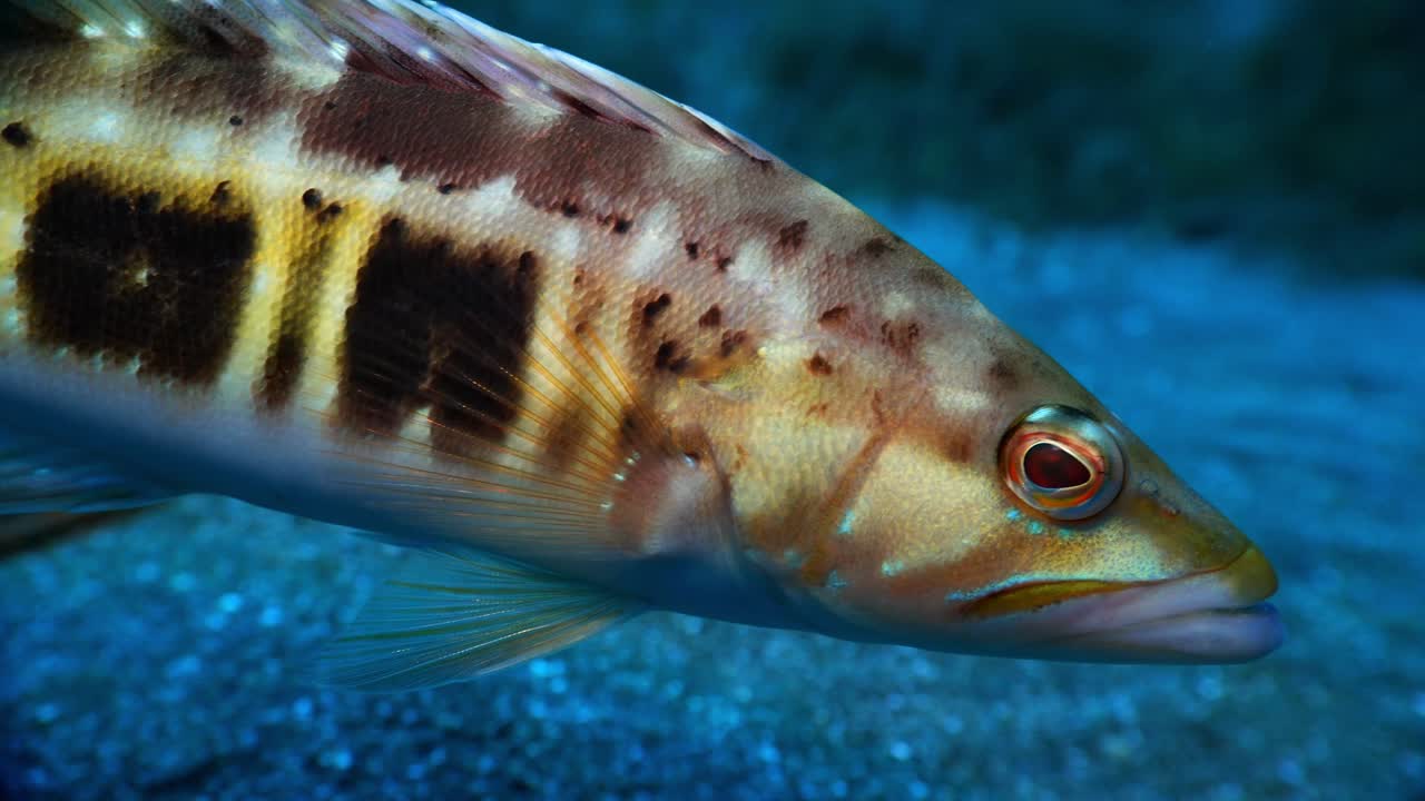 Un serran écriture nage depuis des herbiers marins vers la caméra avec une faible profondeur de champ
