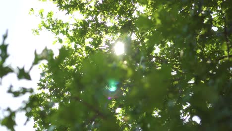 up shot of sun peeking through leaves in forest